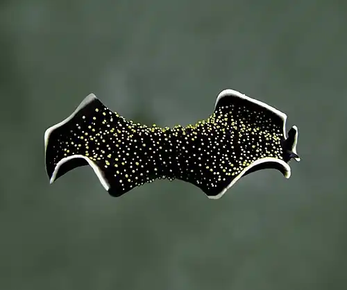 Image 15 Thysanozoon nigropapillosum Photograph credit: Betty Wills Thysanozoon nigropapillosum, the yellow-spotted flatworm, is a species of marine flatworm in the family Pseudocerotidae. The species is native to the tropical Indo-Pacific region, where it lives in shallow reef habitats. Flatworms are hermaphrodites, each being able to act as either male or female. As a donor of sperm, it can grip the margin of the recipient's body, using its two penises in a chopstick-like manner, and deposit sperm on the surface of the skin of the recipient, even while it is actively swimming. This picture shows a yellow-spotted flatworm photographed in Manta Ray Bay, on the island of Yap in the Federated States of Micronesia. The flatworm is seen swimming to the right at a depth of 12 metres (40&nbsp;ft) by undulating the margins of its body. The pseudotentacles at the front have simple eyes and sensory receptors to enable the flatworm to find tunicates on which it feeds. More selected pictures