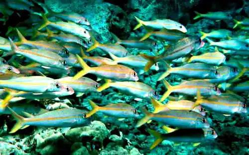 Image 32The yellowfin goatfish changes its colour so it can school with blue-striped snappers (from Coastal fish)