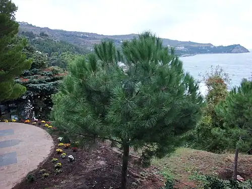 Young tree in Crimea, Ukraine