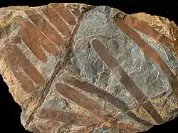 Zamites_persica
