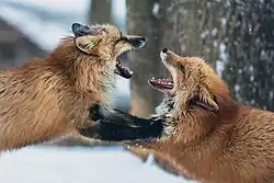 Foxes at Zao Fox Village