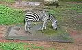 Zebra in the zoo
