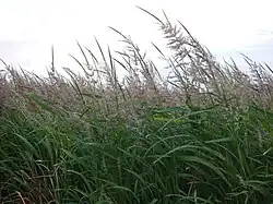 Manoomin