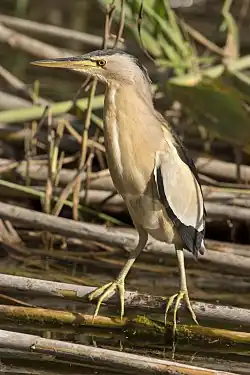Little bittern