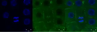 Green signal from anti-tubulin antibody conjugated with Alexa Fluor 488) and nuclei (blue signal from DNA stained with DAPI) in root meristem cells 4-day-old Arabidopsis thaliana (Col-0). Scale bar: 5&nbsp;um.
