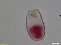 Euglypha laevis